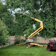 Professional Tree Care in Hewlett Harbor, NY