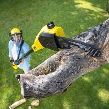 Best Tree Preservation Services  in Hewlett Harbor, NY