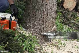 Best Lawn Pest Prevention  in Hewlett Harbor, NY