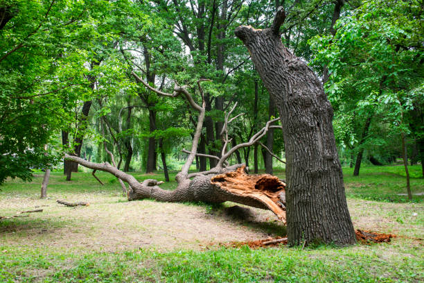 Best Arborist Consultation Services  in Hewlett Harbor, NY