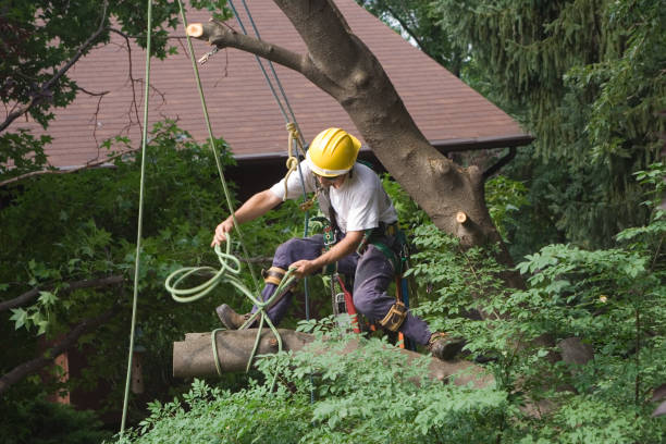 Best Hazardous Tree Removal  in Hewlett Harbor, NY