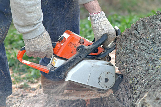 Best Soil Testing and Treatment  in Hewlett Harbor, NY