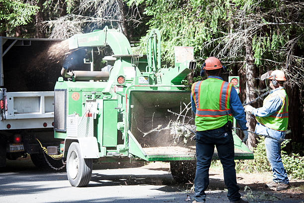 How Our Tree Care Process Works  in  Hewlett Harbor, NY