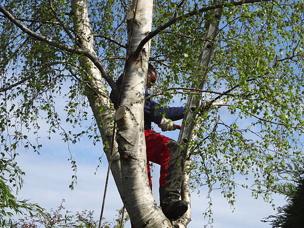 Pest Control for Lawns in Hewlett Harbor, NY