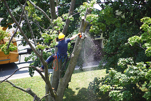 Best Lawn Disease Treatment  in Hewlett Harbor, NY