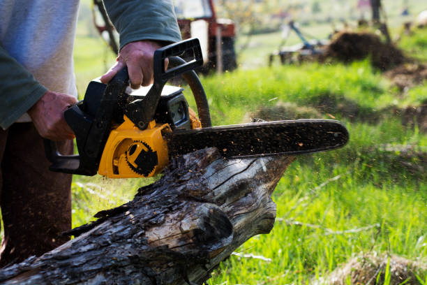 Best Stump Grinding and Removal  in Hewlett Harbor, NY