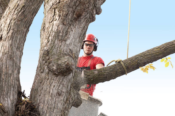 Best Firewood Processing and Delivery  in Hewlett Harbor, NY